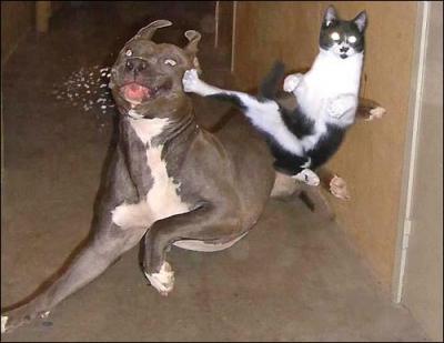 cat-vs-dog.jpg