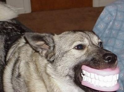 dog-smile.jpg